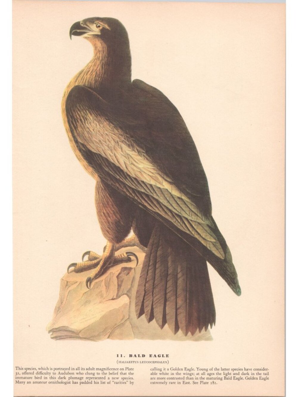 Audubon Bald Eagle Print 1942 Birds of America Plate 11 Vintage Art
